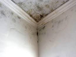 Best Asbestos and Lead Testing During Mold Inspection in USA